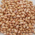 Round Type Peanut Kernel Pink Color